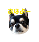 黒チワワ ゆっちゃん（個別スタンプ：2）