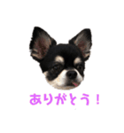 黒チワワ ゆっちゃん（個別スタンプ：9）