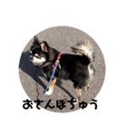 黒チワワ ゆっちゃん（個別スタンプ：11）