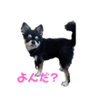 黒チワワ ゆっちゃん（個別スタンプ：14）
