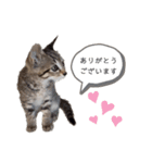 キジトラミューのスタンプ（個別スタンプ：5）