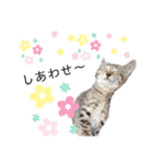 キジトラミューのスタンプ（個別スタンプ：9）