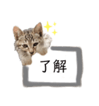 キジトラミューのスタンプ（個別スタンプ：10）