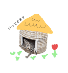 キジトラミューのスタンプ（個別スタンプ：12）