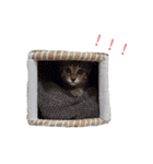 キジトラミューのスタンプ（個別スタンプ：32）