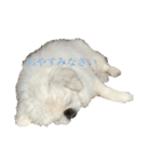 ごまめじいさんのスタンプ（個別スタンプ：3）