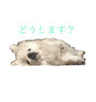 ごまめじいさんのスタンプ（個別スタンプ：6）