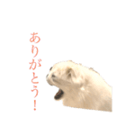 ごまめじいさんのスタンプ（個別スタンプ：10）