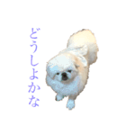 ごまめじいさんのスタンプ（個別スタンプ：15）