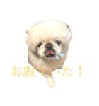 ごまめじいさんのスタンプ（個別スタンプ：19）