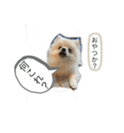 ポメちゃんスタンプ1125（個別スタンプ：1）