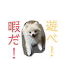 ポメちゃんスタンプ1125（個別スタンプ：2）