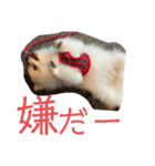 ポメちゃんスタンプ1125（個別スタンプ：4）