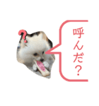 ポメちゃんスタンプ1125（個別スタンプ：6）