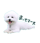 中島ポムです。（個別スタンプ：1）