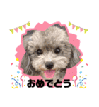 トイプードル・ココノン②（個別スタンプ：14）