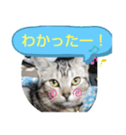 アメショの鉄くん 4（個別スタンプ：3）