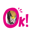 アメショの鉄くん 4（個別スタンプ：7）