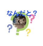 アメショの鉄くん 4（個別スタンプ：10）