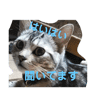 アメショの鉄くん 4（個別スタンプ：11）