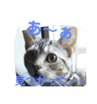 アメショの鉄くん 4（個別スタンプ：16）