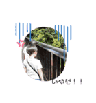 三兄弟☺️（個別スタンプ：14）