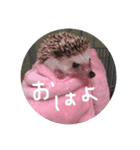 普段使いスタンプ♡（個別スタンプ：6）