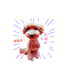 ショコラわんわん（個別スタンプ：1）