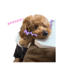 ショコラわんわん（個別スタンプ：7）