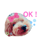 ショコラわんわん（個別スタンプ：8）