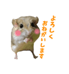 オブトアレチネズミ ききょうのスタンプ（個別スタンプ：1）