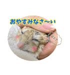 オブトアレチネズミ ききょうのスタンプ（個別スタンプ：3）