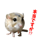 オブトアレチネズミ ききょうのスタンプ（個別スタンプ：8）