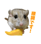 オブトアレチネズミ ききょうのスタンプ（個別スタンプ：10）