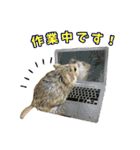 オブトアレチネズミ ききょうのスタンプ（個別スタンプ：13）