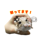 オブトアレチネズミ ききょうのスタンプ（個別スタンプ：17）
