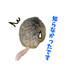 オブトアレチネズミ ききょうのスタンプ（個別スタンプ：21）