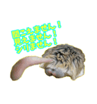 オブトアレチネズミ ききょうのスタンプ（個別スタンプ：22）