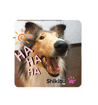 ラフコリーShikibu part4（個別スタンプ：2）