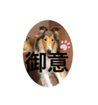 ラフコリーShikibu part4（個別スタンプ：6）