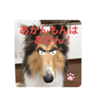 ラフコリーShikibu part4（個別スタンプ：7）