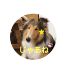 ラフコリーShikibu part4（個別スタンプ：9）