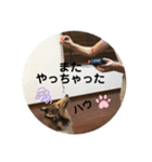 ラフコリーShikibu part4（個別スタンプ：10）
