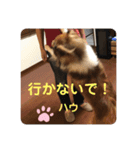 ラフコリーShikibu part4（個別スタンプ：12）