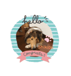 ラフコリーShikibu part4（個別スタンプ：15）