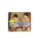 ノスケ兄弟2（個別スタンプ：8）