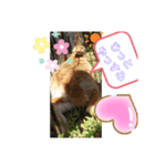 幸せメープル（個別スタンプ：3）