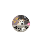 しろたびちゃんスタンプ♡（個別スタンプ：7）