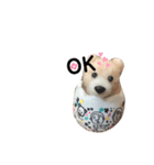 しろたびちゃんスタンプ♡（個別スタンプ：8）
