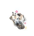 しろたびちゃんスタンプ♡（個別スタンプ：9）